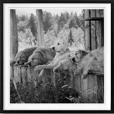 【お取り寄せ】Bruce Weber. The Golden Retriever Photographic Society. Art Edition No. 1–100 ‘Little Bear Ranch, Montana, 1996’